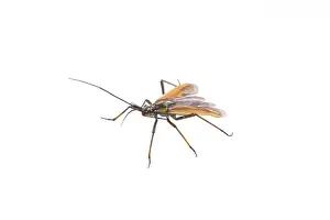Black brown bug isolated on a white background