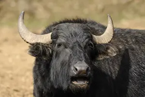 Black buffalo with large horns in a natural environment