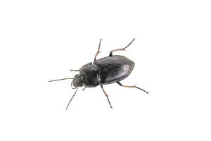 Black bug isolated on a white background