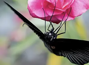 Black Butterfly Macro Feeding on a Pink Rose - Close-Up Showing Wings