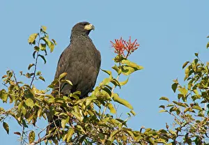 Black buzzard (Buteogallus urubutinga) Pantanal Brazil