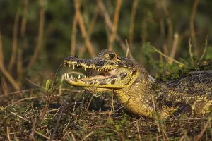 Black caiman cooling down with open mouth