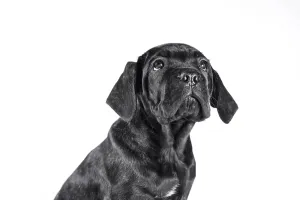Black cane corso puppy looking up on a white background isolated