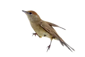Black-cap, female sylvia atricapilla on a maple branch on a white background