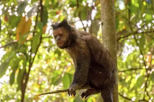 Black Capouchin monkey climbing on a tree in the rainforest of Rio de Janeiro