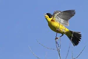 Black-capped Bunting, Black-capped Bunting