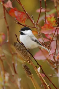 Black-capped Chickadee (Poecile atricapilla)
