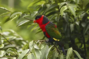 Black-capped Lory or Tricolored Lory (Lorius lory)