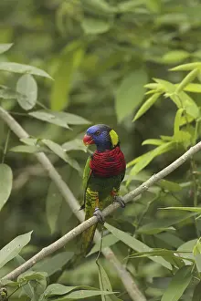 Black-capped Lory, Western Black Capped Lory or Tricolored Lory (Lorius lory)