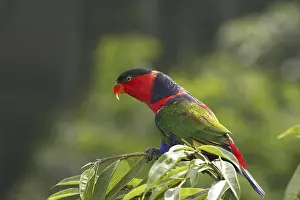 Black-capped Lory, Western Black Capped Lory or Tricolored Lory (Lorius lory)