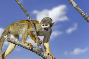 Black-capped squirrel monkey, Peruvian squirrel monkey (Saimiri boliviensis peruviensis) calling