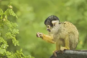 Black-capped Squirrel Monkey (Saimiri boliviensis)