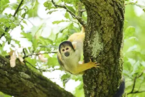Black-capped squirrel monkey (Saimiri boliviensis) climbing in a tree