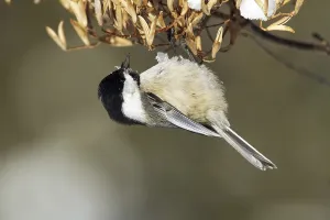Black-capped Tit, Quebec (Parus atricapillus)