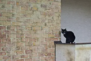Framed Print : A black cat sits alone on the edge of a balcony against a brick wall