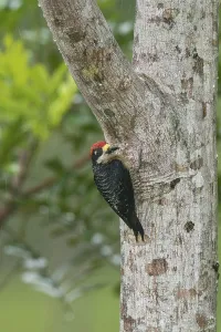 Black-cheeked Woodpecker (Melanerpes pucherani)