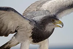 Black-chested buzzard-eagle (Geranoaetus melanoleucus)