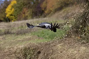Black-Chested Buzzard-Eagle (geranoaetus melanoleucus)
