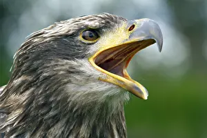 Black chested buzzard, Geranoaetus melanoleucus
