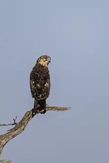Black-chested snake eagle (Circaetus pectoralis)