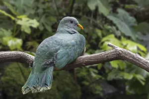 Black-chinned fruit dove, black-throated fruit dove (Ptilinopus leclancheri)