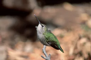 Black-chinned Hummingbird (Archilochus alexandri)