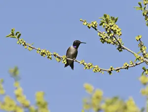 Black-chinned Hummingbird (Archilochus alexandri)
