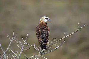 Black-collared Hawk (busarellus nigricollis)