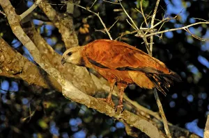 Black-collared Hawk (Busarellus nigricollis)
