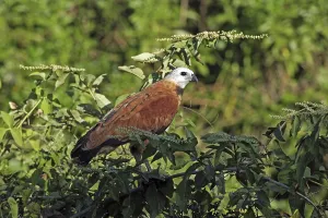 Black-collared Hawk (Busarellus nigricollis)