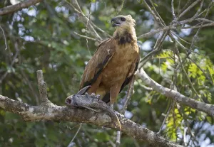 Black-collared Hawk (Busarellus nigricollis) adult