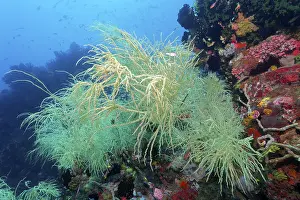 Black coral with yellow polyps (antipates) on coral reef