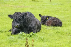 Black cow with calf lying on lush green pasture