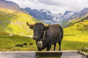 Black cow with large cowbell at a water trough