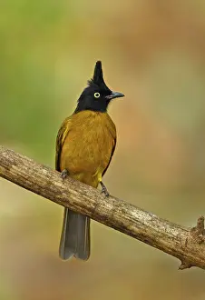 Black Crested Bulbul (Pycnonotus melanicterus xanthops) adult