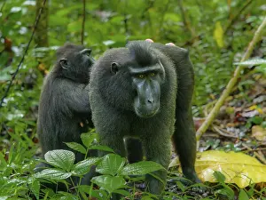 Black crested macaque (Macaca nigra)