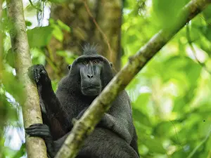 Black crested macaque (Macaca nigra)