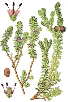 Black Crowberry (Empetrum nigrum)