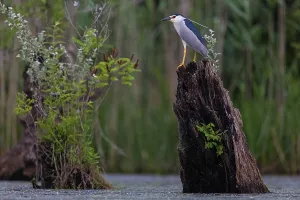 Black-crowned black crowned night heron (Nycticorax nycticorax)