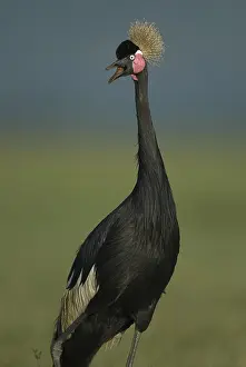 Black Crowned Crane (Balearica pavonina) calling