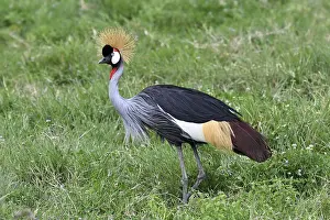 Black crowned crane (Balearica pavonina) Ngorongoro Crater