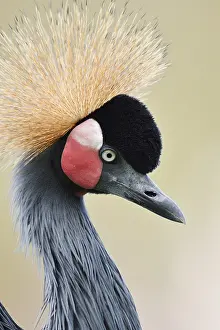 Black crowned crane or Black-necked crane (Balearica pavonina)