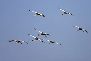 Black crowned cranes (Balearica pavonina)