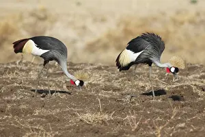 Two black crowned cranes (Balearica pavonina) foraging