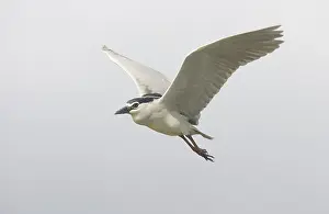 Black-crowned Night-heron (Nycticorax nycticorax))