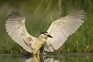 Black-crowned Night Heron (Nycticorax nycticorax)