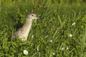 Black-crowned Night Heron (Nycticorax nycticorax)