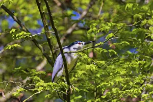 One black-crowned night heron (Nycticorax nycticorax) or black-capped night heron sits in a tree