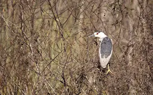 Black-crowned night heron shorebird Nycticorax nycticorax at the Fred C