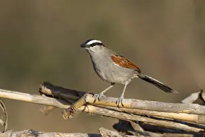 Black-crowned Tchagra - Senegaltschagra - Tchagra senegalus ssp